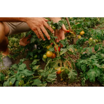 Natural Tomato Plant
